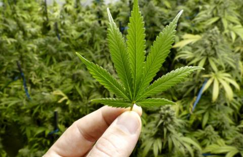 RPO: Medyczna marihuana faktycznie nie jest dostępna dla wielu chorych
