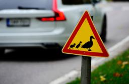 Uwaga jeż na drodze – znak nielegalny, ale pożyteczny