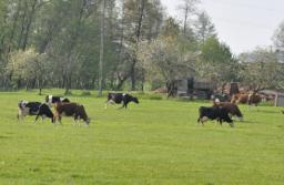 Będzie większy nadzór nad zdrowiem zwierząt