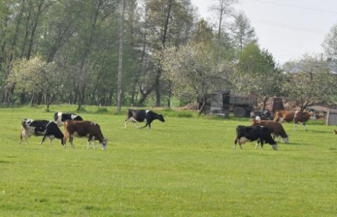 Będzie większy nadzór nad zdrowiem zwierząt
